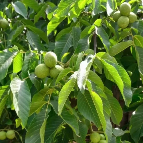 سولفات روی برای درخت گردو | تأثیر بر کیفیت و مغز گردو